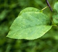 Finkenwerder Herbstprinz æbleblad